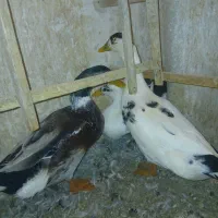 سه تا اردک دوتا نر یک ماده تخم میزاره