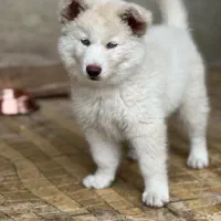 واگذاری توله هاسکی سامویید ۳ ماهه|سگ|آستارا, |دیوار