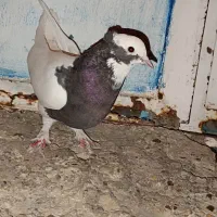 طوق سرکه ای|پرنده|مرودشت, سهلآباد|دیوار