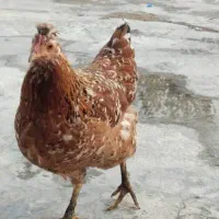 خروس و دوعدد مرغ|حیوانات مزرعه|دهدشت, |دیوار