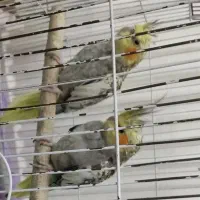 عروس هلندی|پرنده|تهران, سلیمانی|دیوار