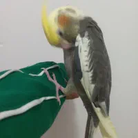 عروس هلندی تخمگذار