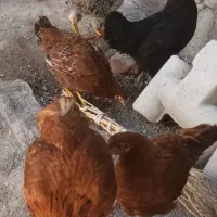 جوجه
