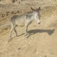 الاغ|حیوانات مزرعه|شیروان (خراسان), |دیوار