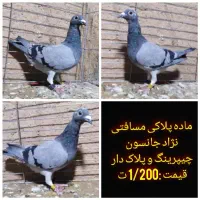 کفتر پلاکی،مسافتی،طوقی،ترکیه ای|پرنده|یزد, |دیوار