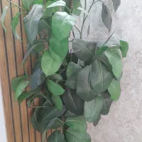 درختچه|گل مصنوعی|همدان, |دیوار