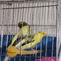 سلام قناری سالم سرحال قیمت توافقی|پرنده|خمینی‌شهر, |دیوار