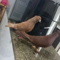 کبوتر|پرنده|بروجرد, |دیوار