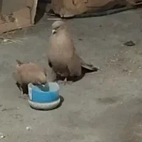 زرد قدار ( ساری طوقی) سو قدیم