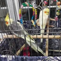 عروس هلندی|پرنده|بندر انزلی, چهارفریضه|دیوار