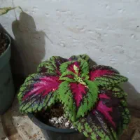 گل طبیعی