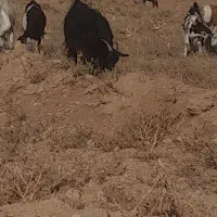 بز غاله