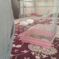 معاوضه عروس هلندی با قناری ماده