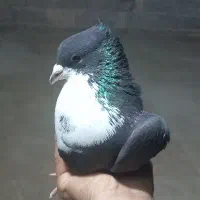 زاغ ریشی کلایی