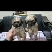 پودل و رفیقاش 2ماهه