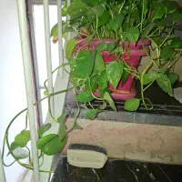 گل طبیعی|گل و گیاه طبیعی|تهران, سوهانک|دیوار