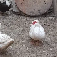 مرغابی های سالم و سرحال|حیوانات مزرعه|قلندر آباد, |دیوار