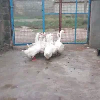 سلام دوستان عزیز قوغاز آوردم برای بروش|حیوانات مزرعه|آق قلا, |دیوار