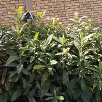 فروش نهال ازگیل