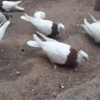 طوقی|پرنده|سبزوار, امیریه|دیوار