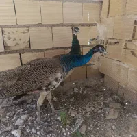 طاووسهای۲ساله نر و ماده