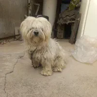 سگ پاکوتاه پشمالو