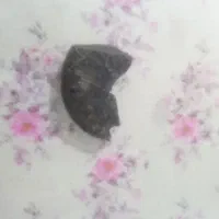 چند تکه فسیل قدمت دار