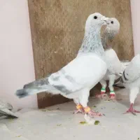 کبوتر.هودی کرمونی سارکله هما