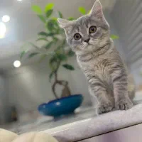 گربه