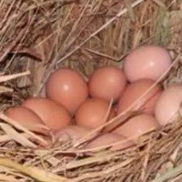 تخم مرغ گلین نطفه دار