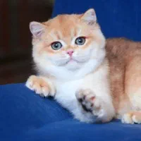 تجربه یک زندگی متفاوت و لاکچری/حر آج گربه kittycat|گربه|تهران, گیشا|دیوار