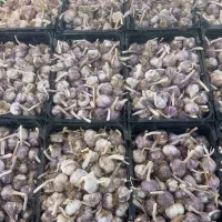 سیر همدان|خوردنی و آشامیدنی|شیراز, دباغ خانه|دیوار