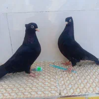 کفتر|پرنده|رودان, |دیوار