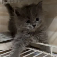 گربه بریتیش|گربه|قزوین, |دیوار