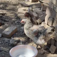 تعداد تعداد ۸عدد مرغ و یک عدد خروس فروش