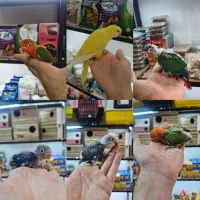 طوطی برزیلی، گرینچیک و راهب سرلاکی