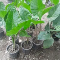 گل باباادم