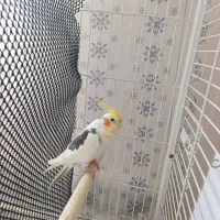 عروس هلندی مولد