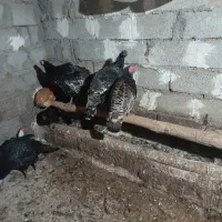 بوقلمون طبیعی و اصل روستا|حیوانات مزرعه|مرادلو, |دیوار