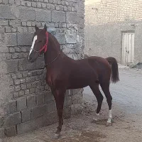 اسب|اسب و تجهیزات اسب‌سواری|اصفهان, رهنان|دیوار