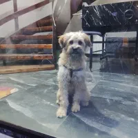 سگ پودل تریر