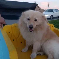 پامر خرسی اصلی بازیگوش