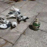 کفترسینه خوب|پرنده|شیراز, گویم|دیوار