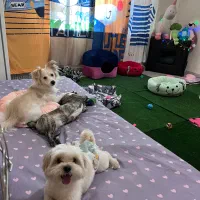 پانسیون سگ|خدمات پیشه و مهارت|تهران, جمال‌زاده|دیوار