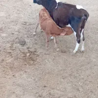 گاو وگوساله  وماده ونر|حیوانات مزرعه|اقلید, |دیوار