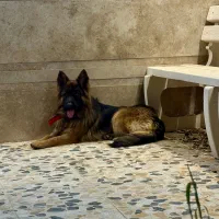 واگذاری سگ ژرمن