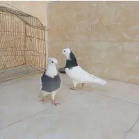 کبوتر طوقی