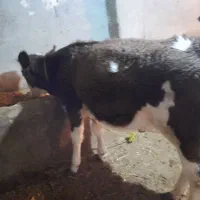 گاو سیمینتال