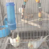 عروس هلندی دستی وسخن گو با قفس ۵ملیون|پرنده|کوهدشت, |دیوار