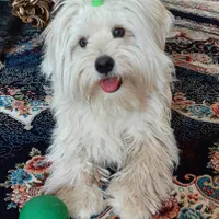 سگ شیتزو۲/۹گمشده حوالی فلکه خاتون همراه بامژدگانی|حیوانات|شیراز, شیشهگری|دیوار